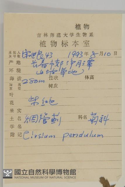 煙管草藏品圖，第2張