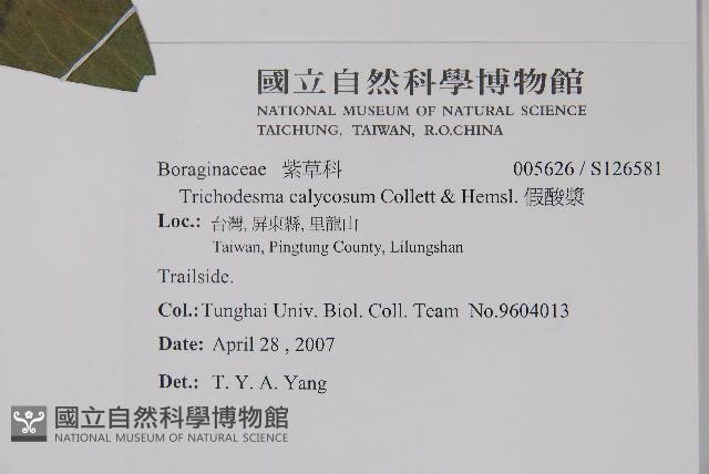 假酸漿藏品圖，第2張