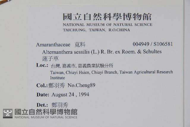 蓮子草藏品圖，第2張