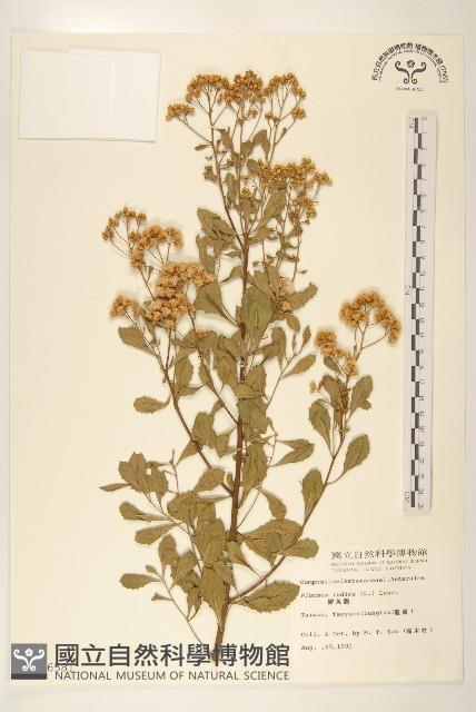 鯽魚膽、闊苞菊藏品圖，第1張