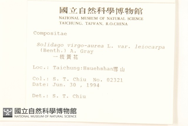 一枝黃花藏品圖，第2張
