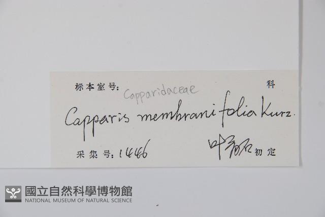 雷公桔藏品圖，第2張