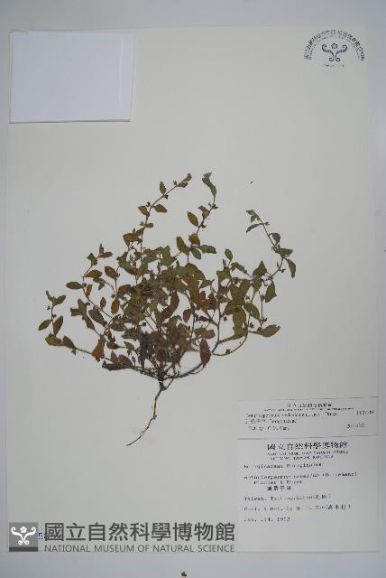 細纍子草藏品圖，第1張