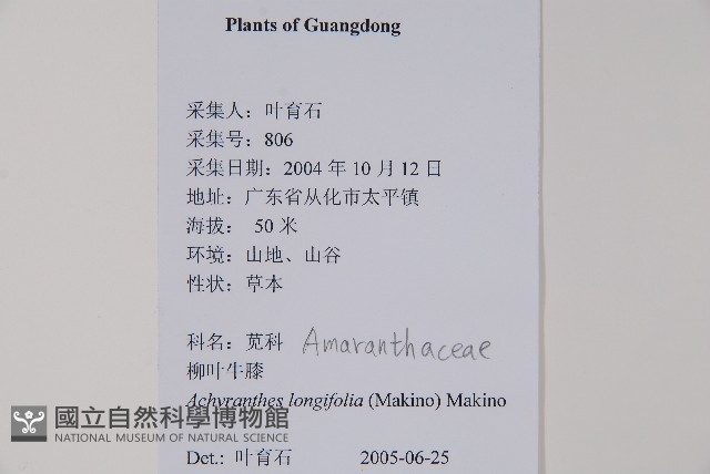 柳葉牛膝藏品圖，第2張