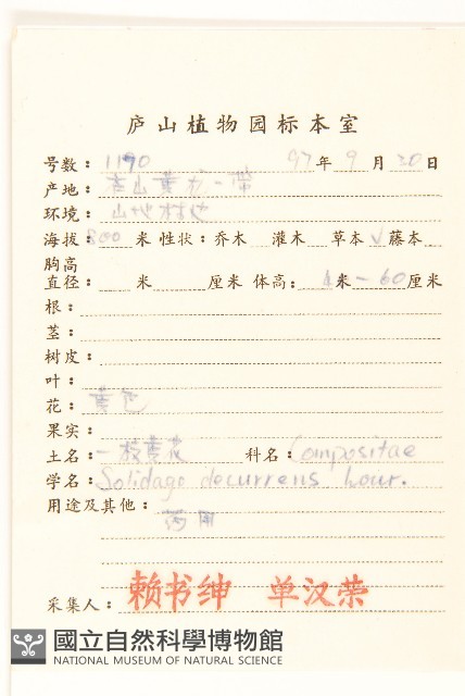 一枝黃花藏品圖，第2張