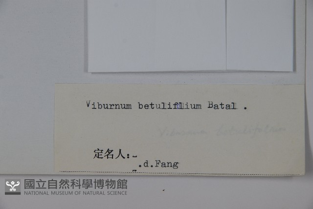 樺葉莢迷、玉山莢迷藏品圖，第2張