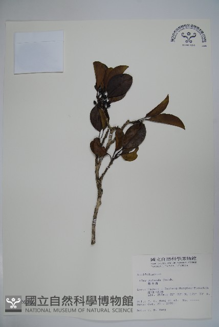 鐵冬青藏品圖，第1張