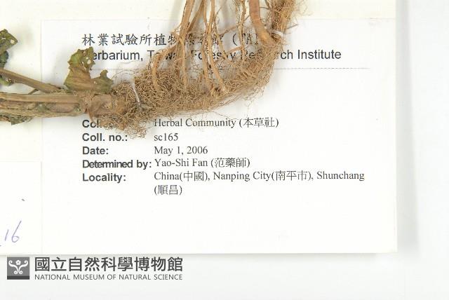 葶藶藏品圖，第2張