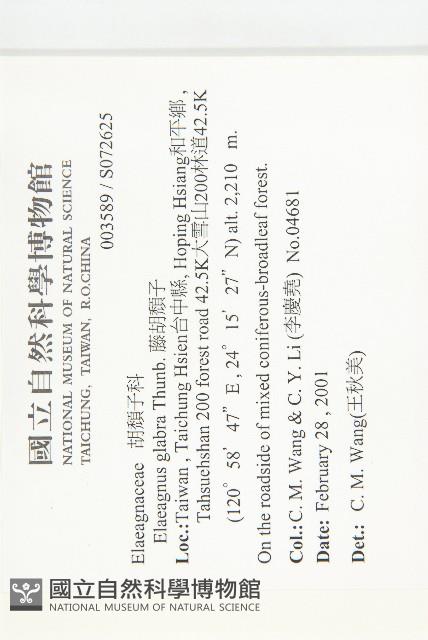 藤胡頹子藏品圖，第2張