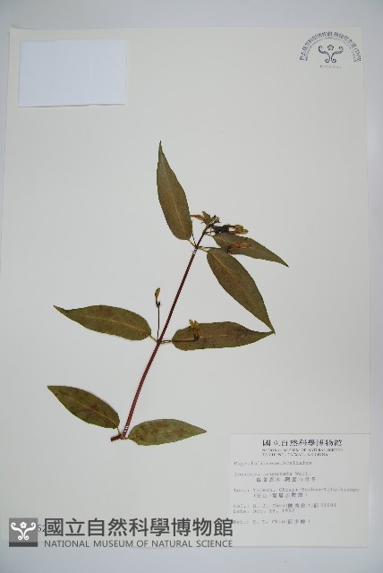 阿里山忍冬、漸尖葉忍冬藏品圖，第1張