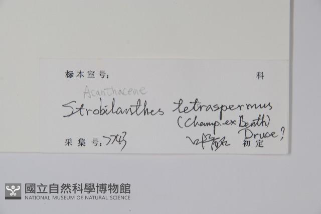 四子馬藍藏品圖，第2張