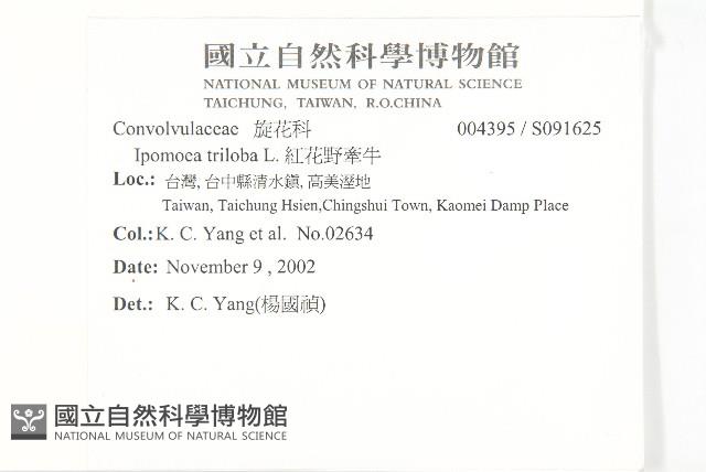 紅花野牽牛藏品圖，第2張