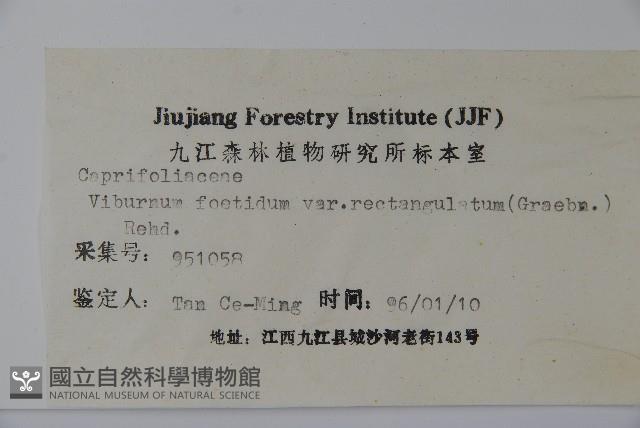 狹葉莢迷藏品圖，第2張