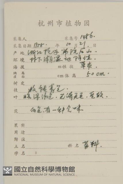 角菜、珍珠菜藏品圖，第2張