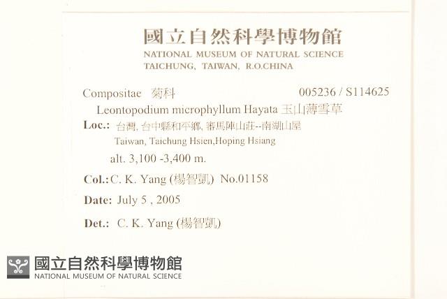 玉山薄雪草藏品圖，第2張