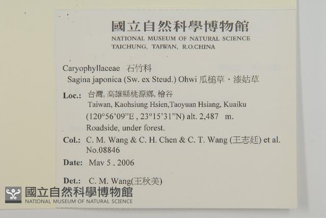 瓜槌草、漆姑草藏品圖，第2張