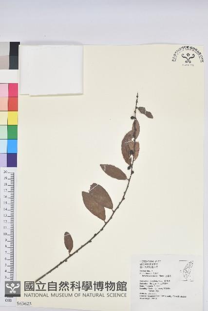 土密樹藏品圖，第1張