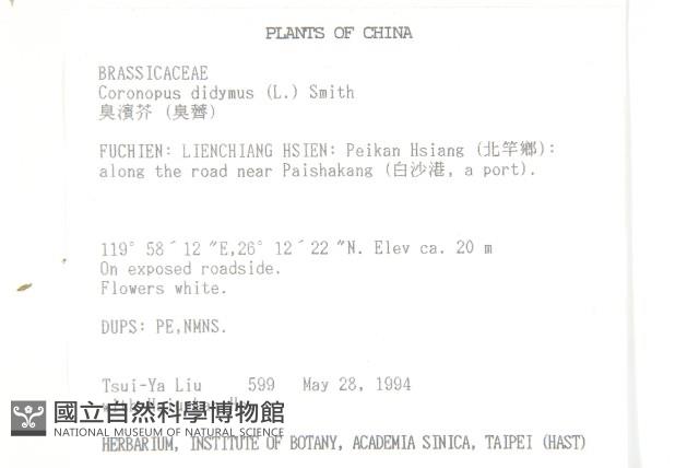 臭濱芥、臭薺藏品圖，第2張