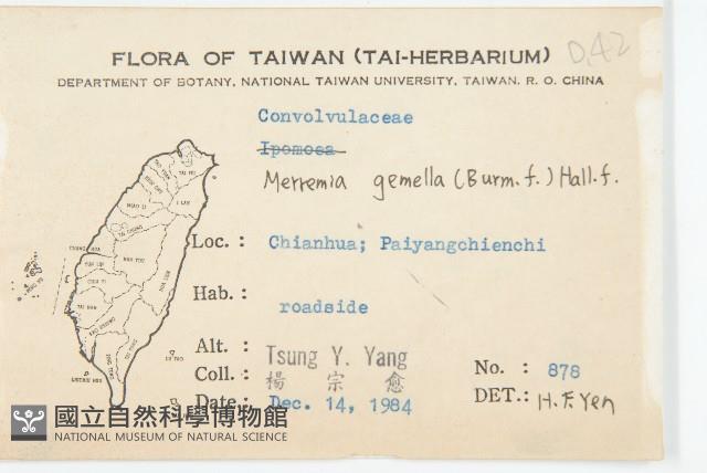 菜欒藤藏品圖，第2張