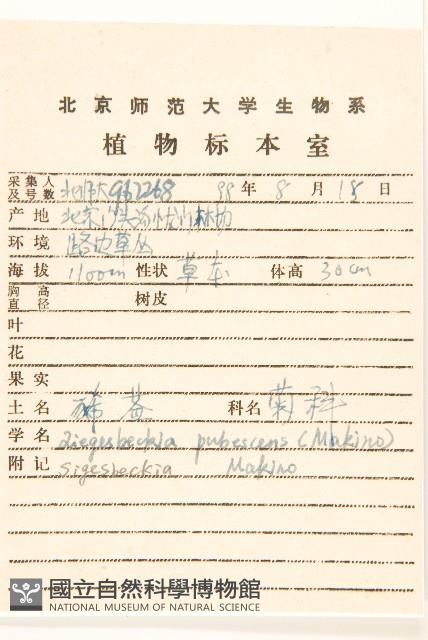 腺梗豨薟藏品圖，第2張