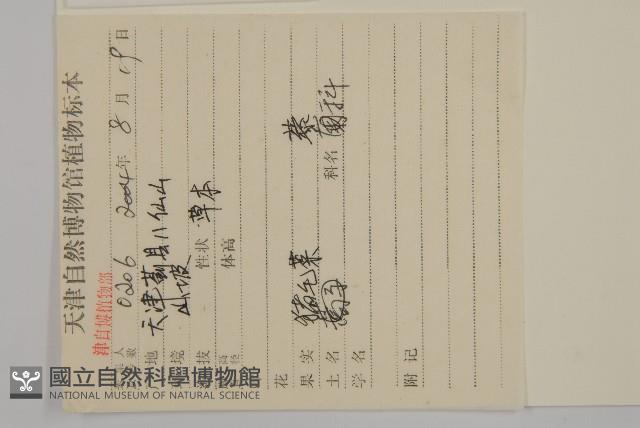 豬毛菜藏品圖，第2張