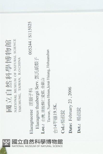 鄧氏胡頹子藏品圖，第2張