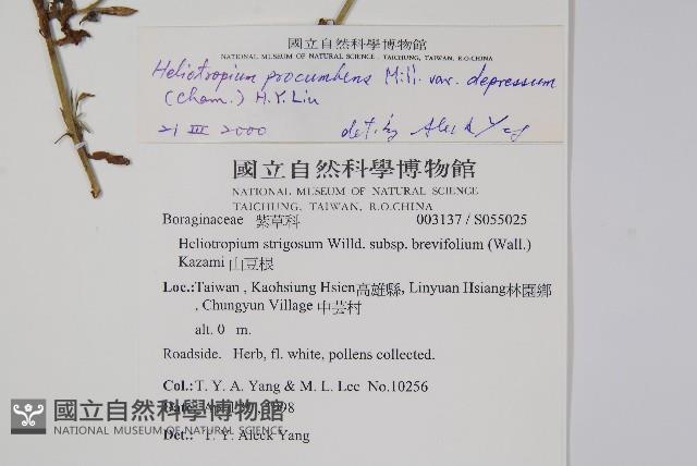 伏毛天芹菜藏品圖，第5張