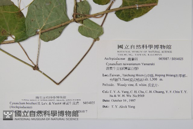 薄葉牛皮消藏品圖，第2張