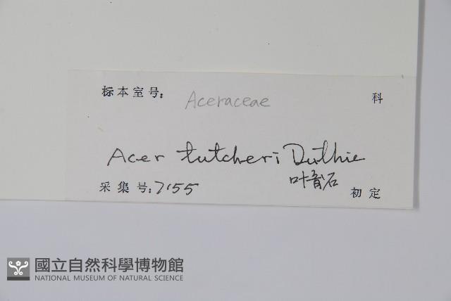 嶺南槭藏品圖，第2張