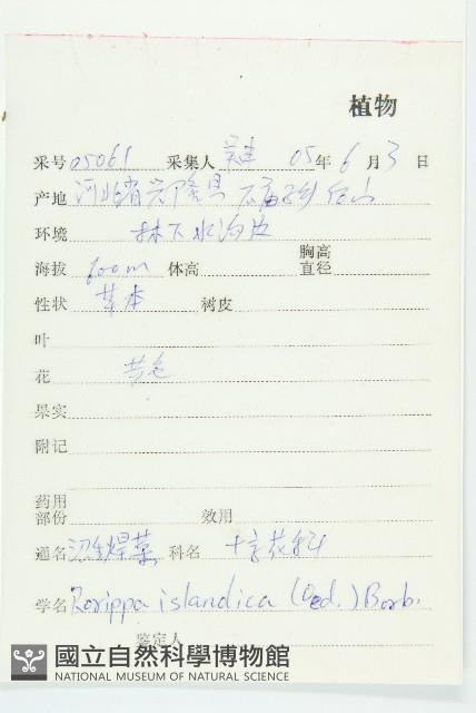 鳳花菜藏品圖，第2張