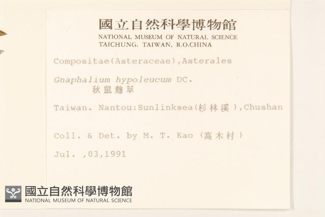 秋鼠麴草藏品圖，第2張