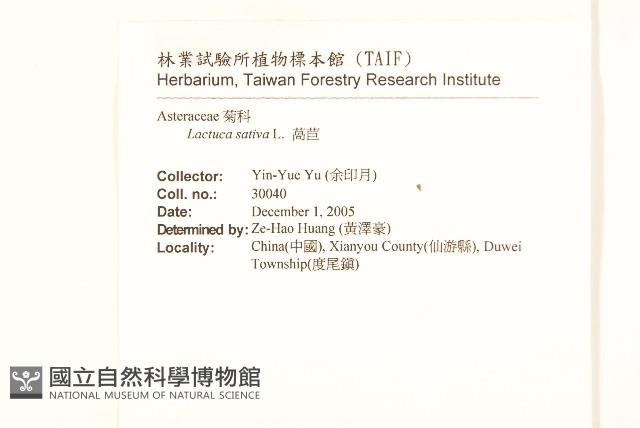 萵苣、蒿菜藏品圖，第2張