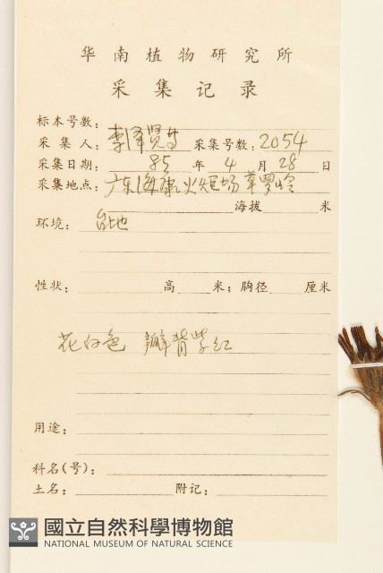 毛大丁草藏品圖，第2張