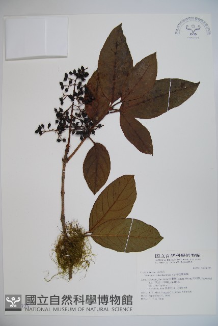 珊瑚樹藏品圖，第1張