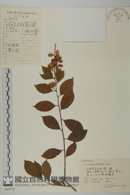 雷公藤藏品圖，第1張