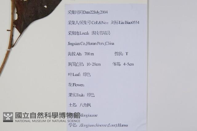 八角楓藏品圖，第2張