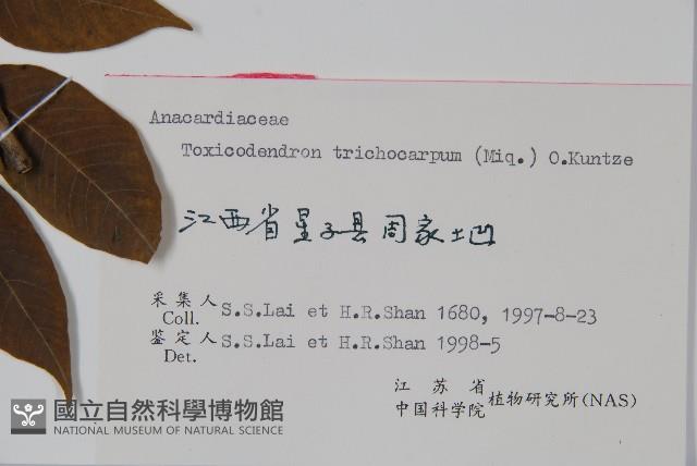 毛漆樹藏品圖，第2張