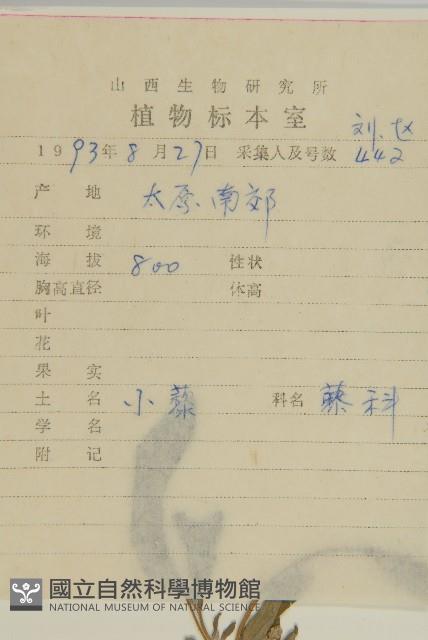 Small goosefoot Collection Image, Figure 2, Total 3 Figures