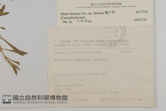 蠅子草藏品圖，第2張