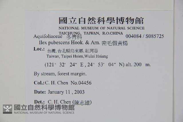 密毛假黃楊藏品圖，第2張