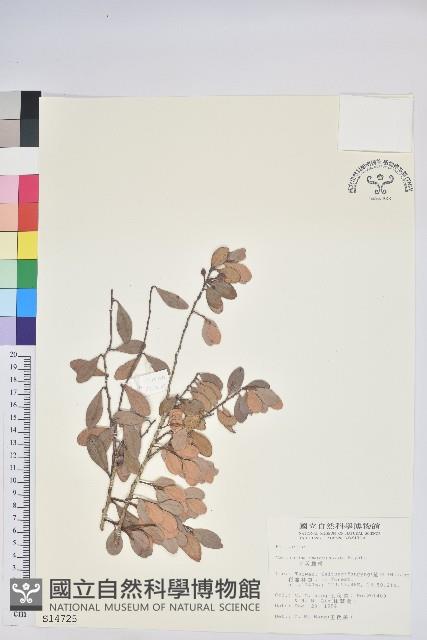 凹葉越橘藏品圖，第1張