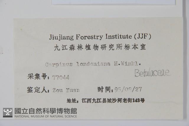 短尾鵝耳櫪藏品圖，第2張