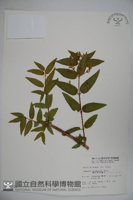 阿里山忍冬、漸尖葉忍冬藏品圖，第1張