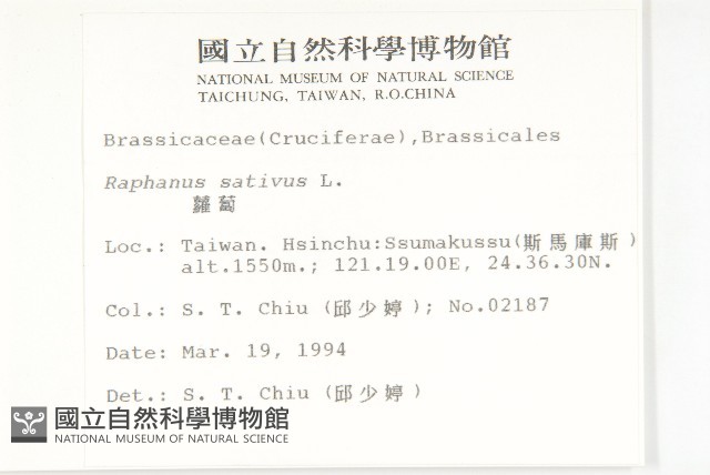 蘿蔔、夢卜藏品圖，第2張