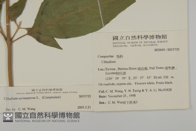 蘇利南野菊藏品圖，第2張