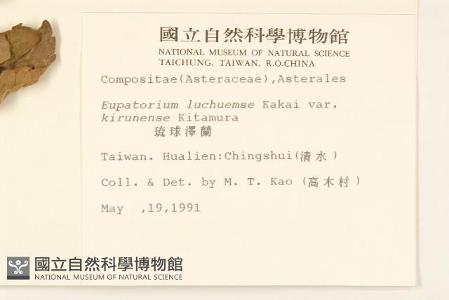 琉球澤蘭藏品圖，第2張