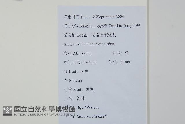 枸骨藏品圖，第2張