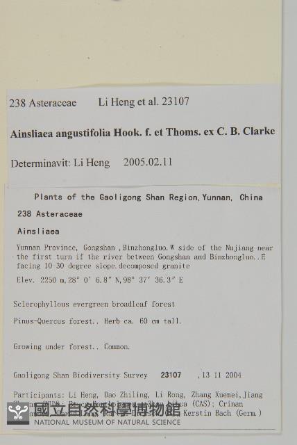 狹葉兔兒風藏品圖，第2張