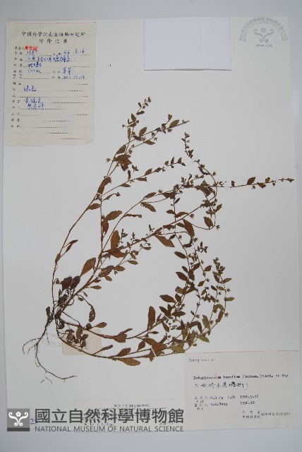 細纍子草藏品圖，第1張