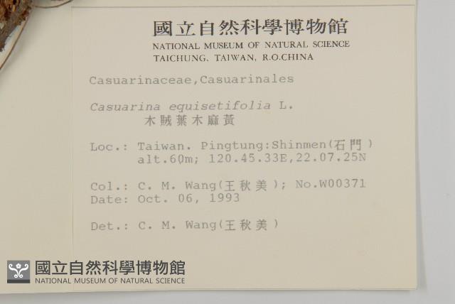 木麻黃藏品圖，第2張